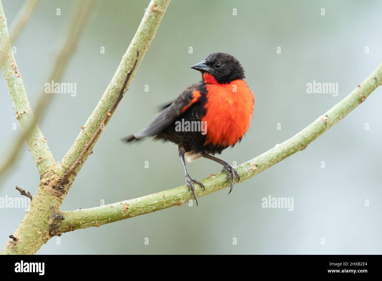 meadowlark arrostito rosso Foto Stock