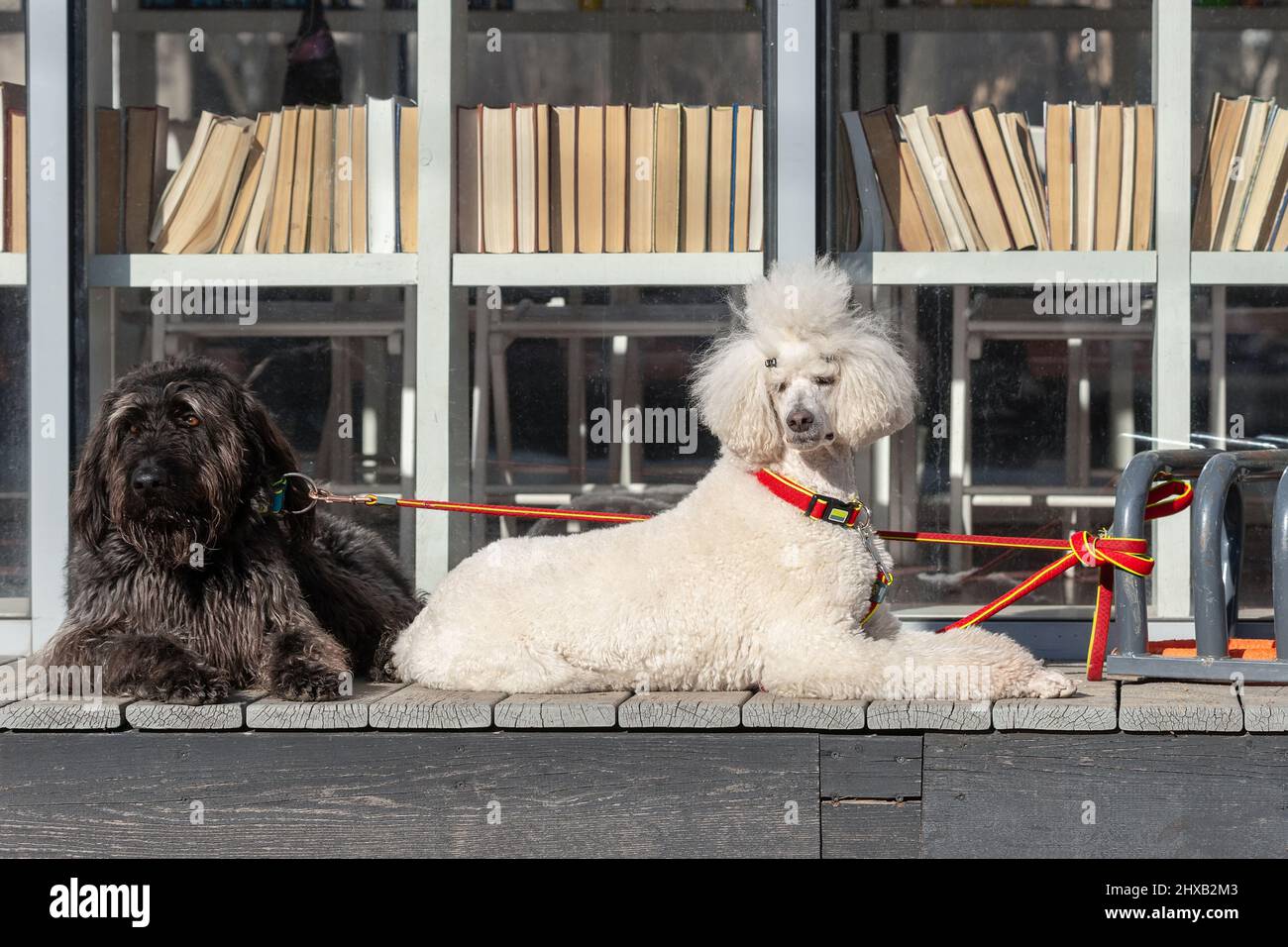 black terrier e barboncino reale sulla strada nel parco Foto Stock