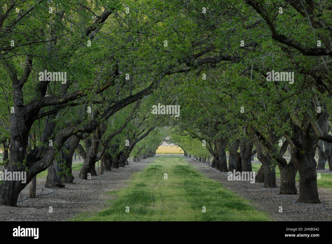 Frutteto alberi formare tunnel albero. Winters, Yolo County, California, USA. Foto Stock