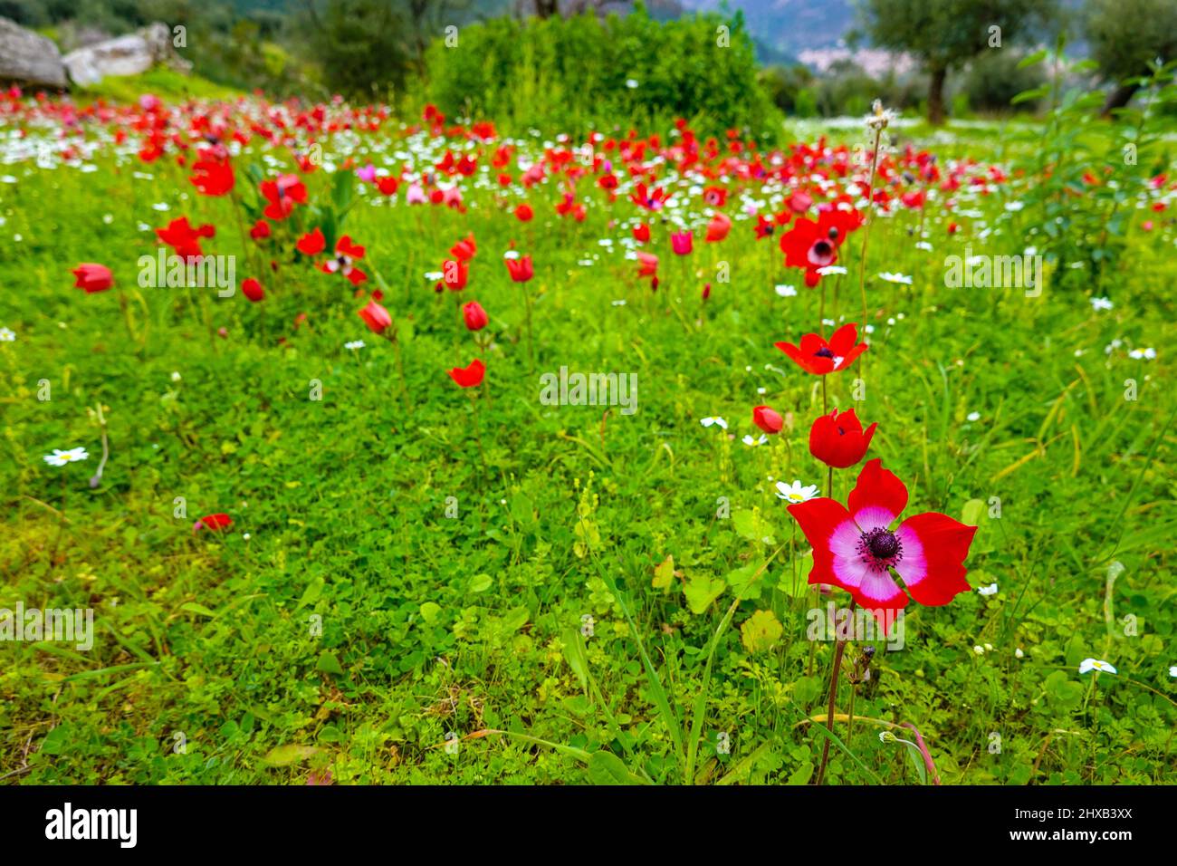 Anemone rosso papavero fiori in primavera, a Leonidio, il Peloponneso, Arcadia, Grecia Foto Stock