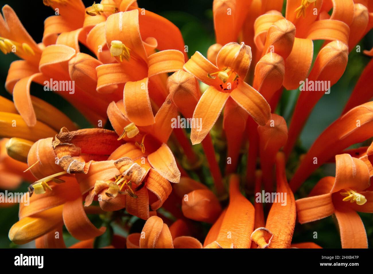 Un tuffo d'arancio - fiori nudi isolato Foto Stock