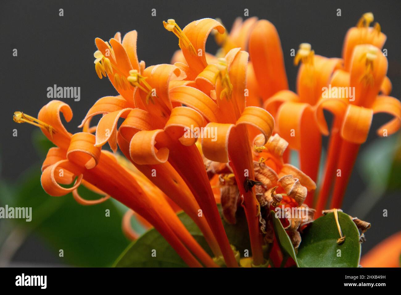 Un tuffo d'arancio - fiori nudi isolato Foto Stock
