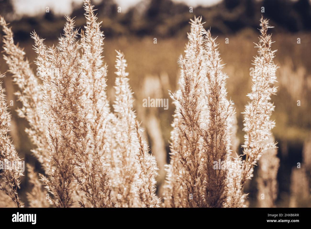 Autunno paesaggio natura sfondo. Fiori secchi alla luce del sole sul campo. Fissare champagne a vela. Foto Stock