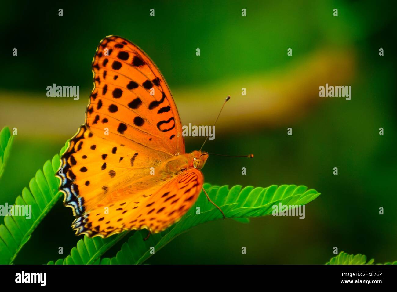 meravigliosa farfalla seduta su foglia. (argynnis hyperbius ) maschio del fritillario indiano. Foto Stock