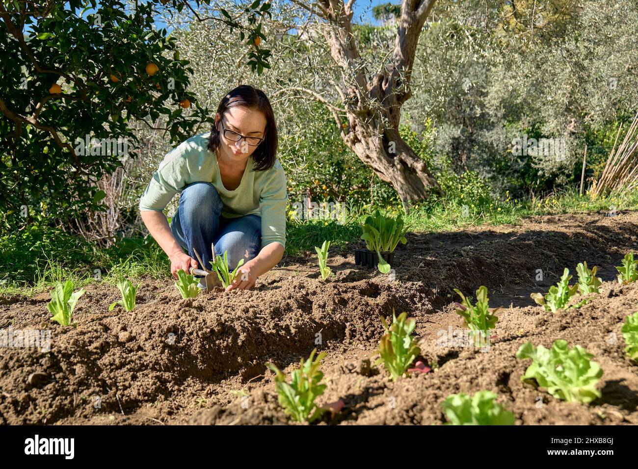 Donna piantando giovani piantine di lattuga nel suolo. Orticoltura sostenibile. Giardinaggio Hobby. Concetto di cibo biologico sano. Foto Stock