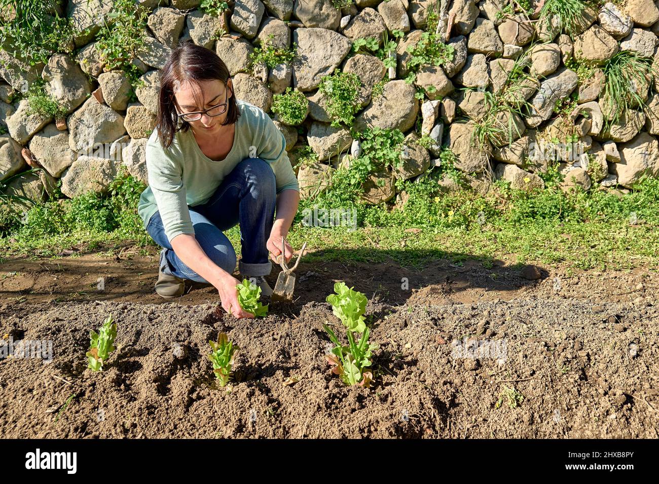 Donna piantando giovani piantine di lattuga nel suolo. Orticoltura sostenibile. Giardinaggio Hobby. Concetto di cibo biologico sano. Foto Stock