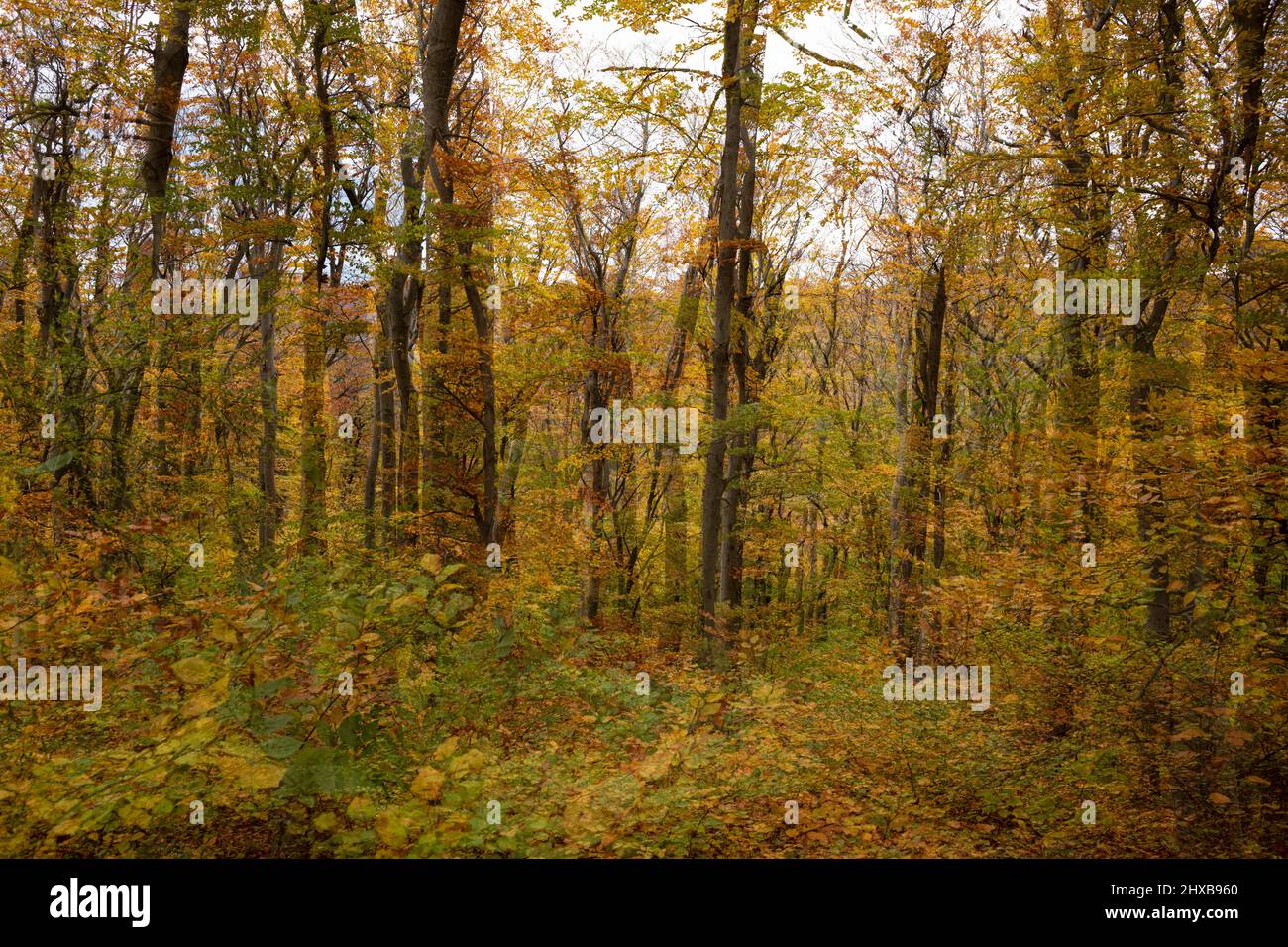 doppia esposizione della foresta di faggio nei colori autunnali Foto Stock