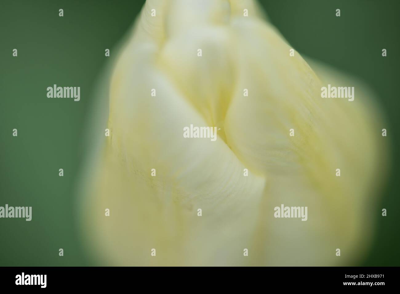 primo piano del fiore bianco di tulipano Foto Stock