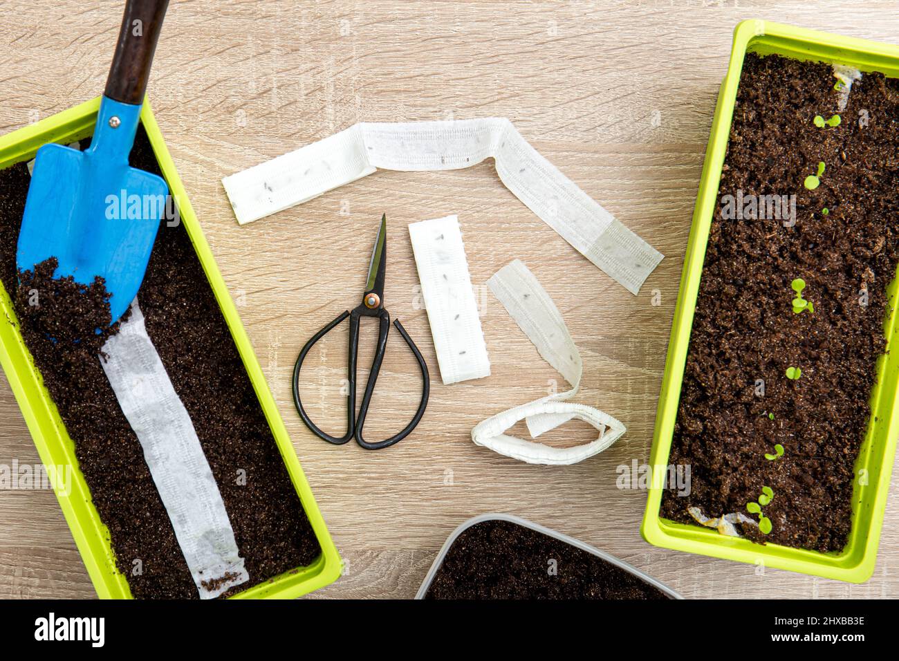 Coltivando piante di insalata in casa in primavera da carta bianca seme nastro, strega ha semi di pianta all'interno. Modo facile e veloce per seminare semi minuscoli. Foto Stock