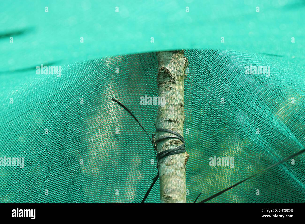 Alcune parti della rete di ombra verde sono supportate da un ceppo di legno all'interno della serra auto-costruita Foto Stock
