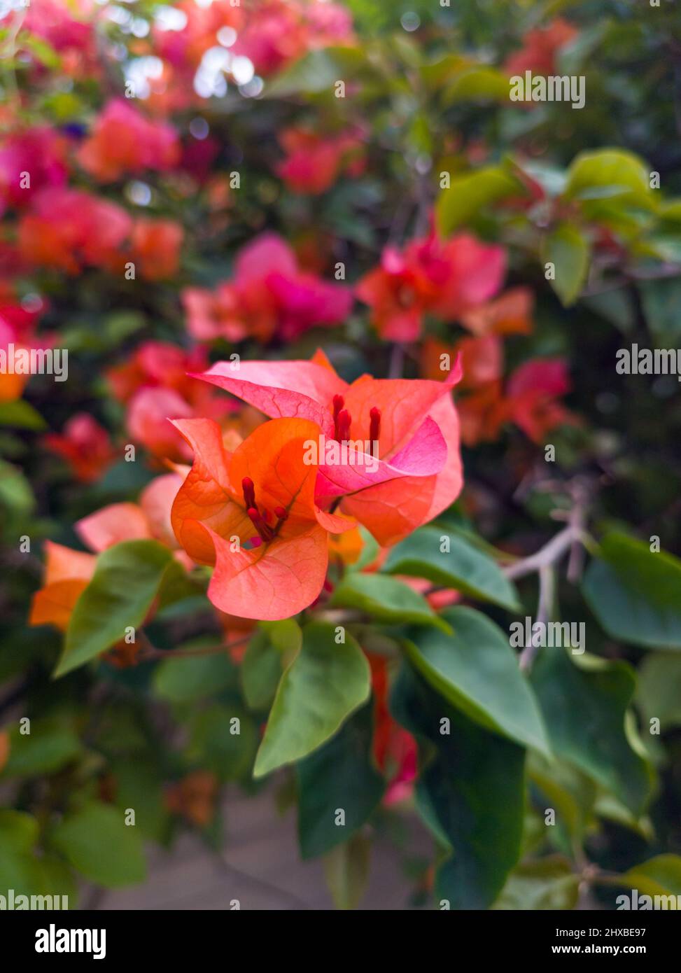 fiori di bouganvillea in fiore, sfondo floreale rosso e arancione colorato, preso in profondità di campo poco profonda Foto Stock
