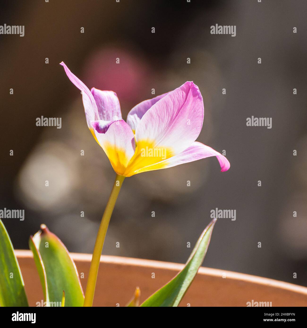 Una macro shot del nano tulip lilac wonder. Foto Stock