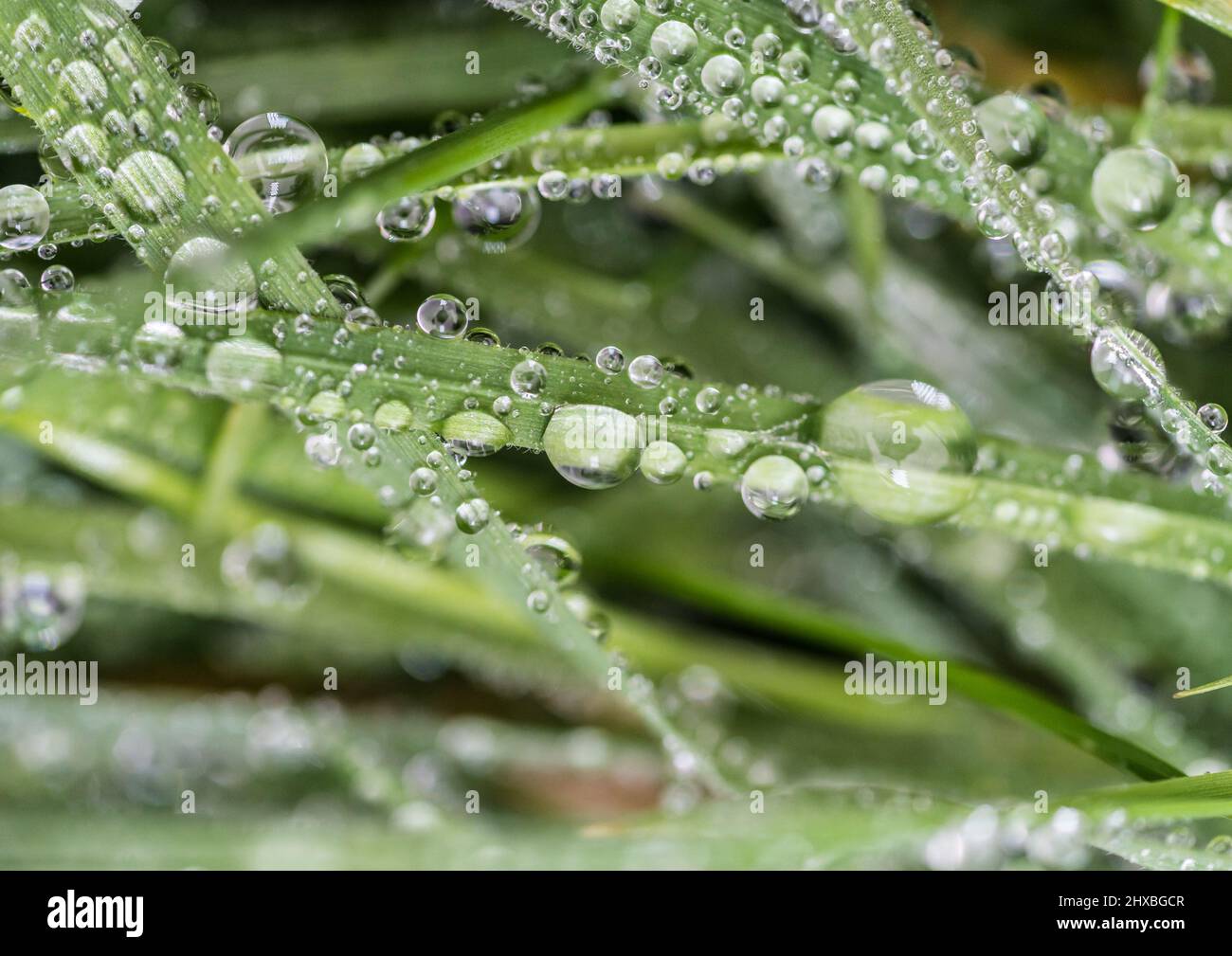 Una macro-shot astratta di alcune lame bagnate di erba. Foto Stock