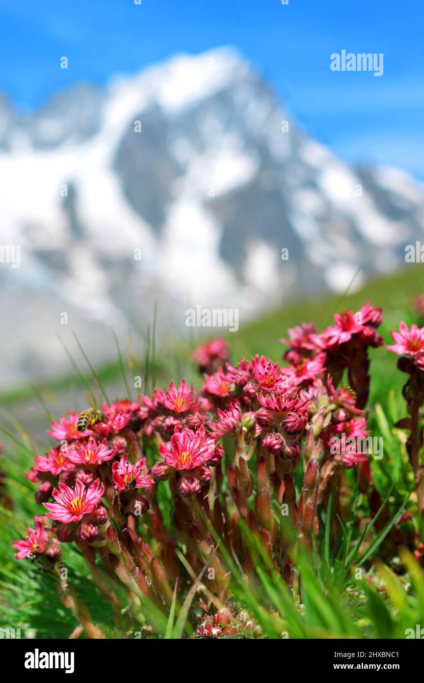 Primo piano di bellissimi fiori rosa Sempervivum montanum o Houseleeeeeks che crescono nel prato di montagna. Paesaggio estivo con massiccio del Monte Bianco (Monte B Foto Stock