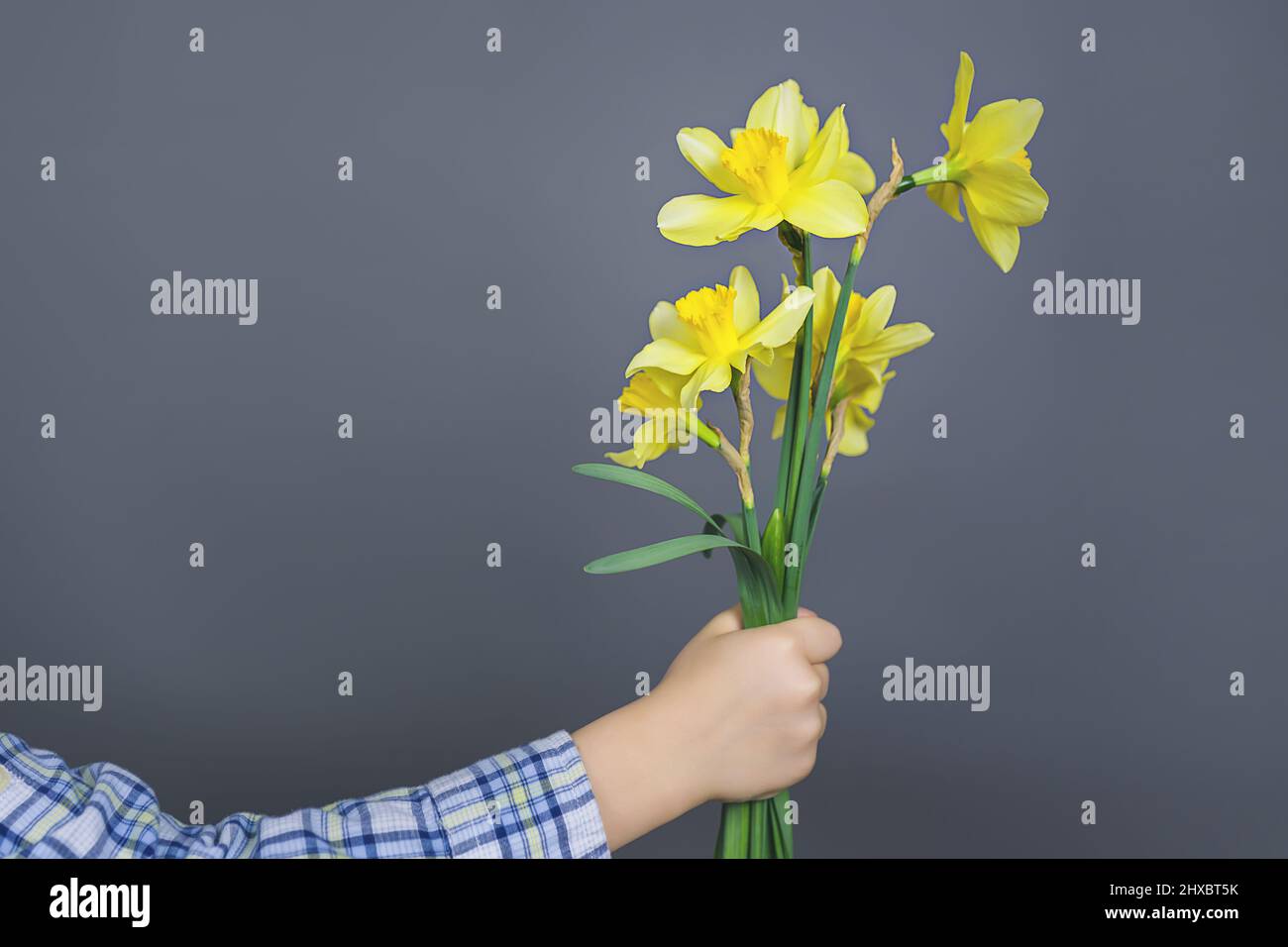 Narcisis - un bouquet di fiori in una mano, fiori giallo daffodil fiore di primavera daffodil, primo piano isolato su sfondo grigio Foto Stock