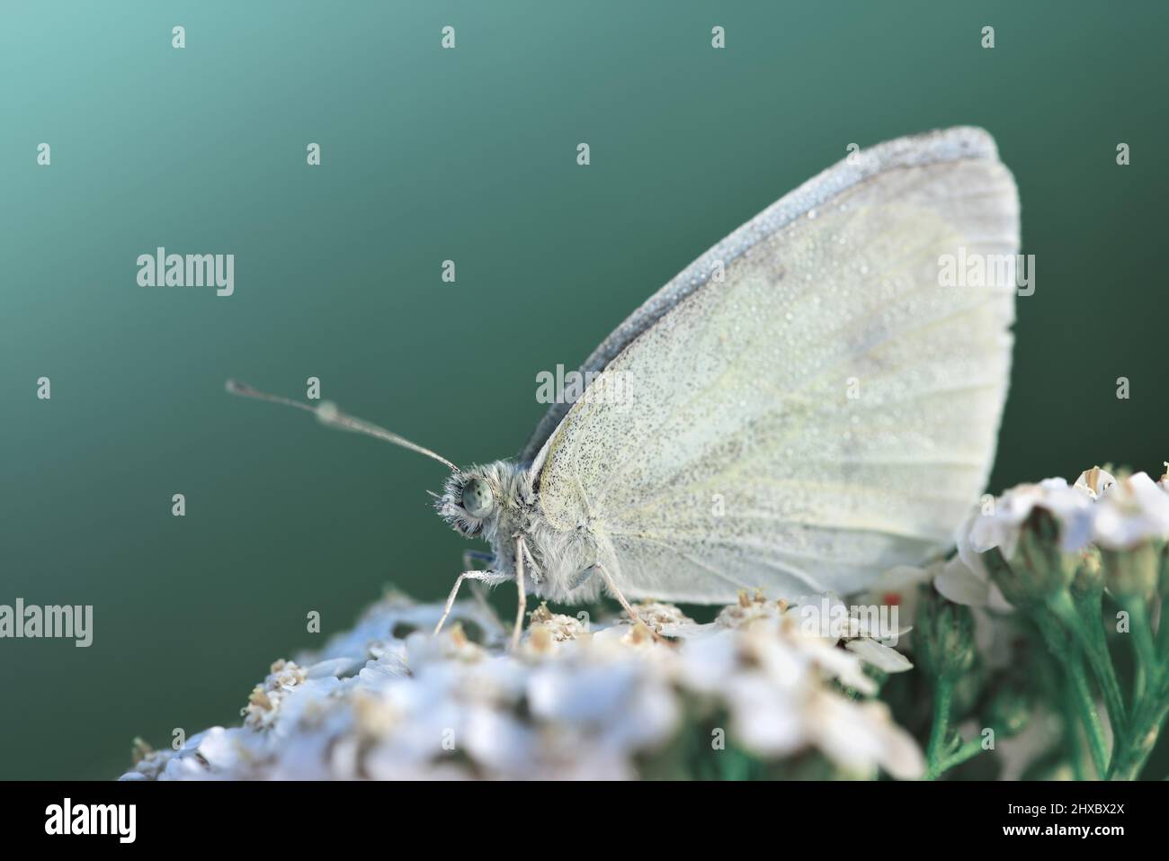 Piccola farfalla bianca genere Pieridae seduta su fiore. Sfondo della natura. Foto Stock