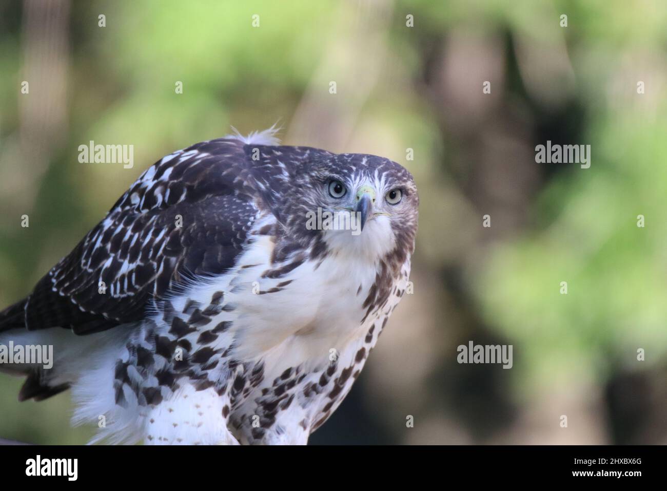 Splendido falco dalla coda rossa che guarda una preda Foto Stock