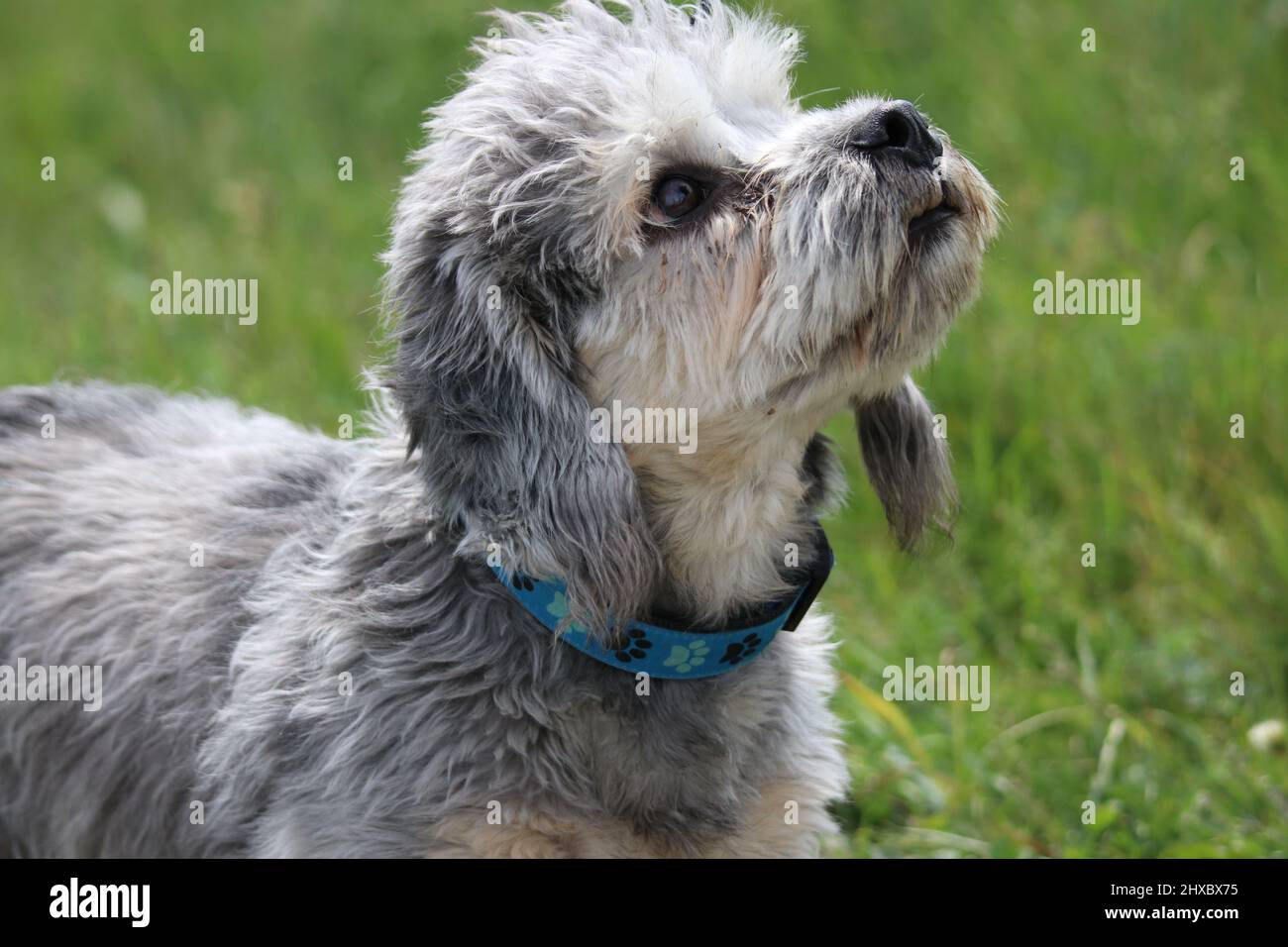 Cute Terrier cane, guardando curiosamente Foto Stock
