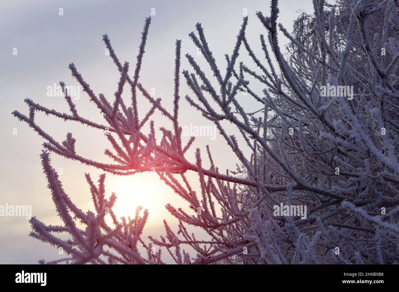 Gelo sui rami dell'albero. Inverno natura sfondo. Foto Stock