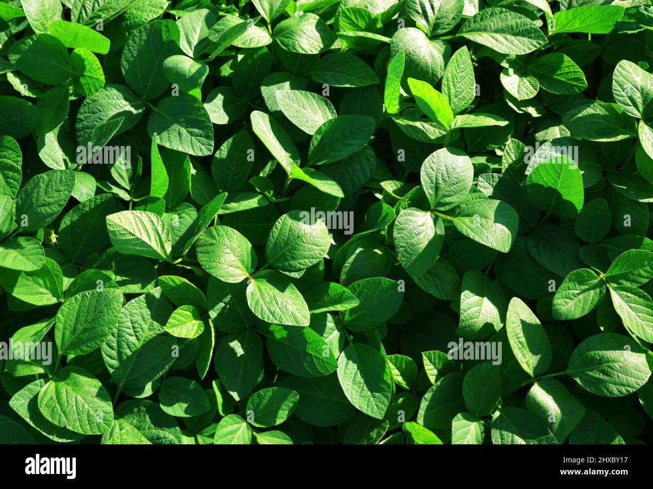 Pianta di soia verde crescente su campo. Piantagione di soia come sfondo. Foto Stock