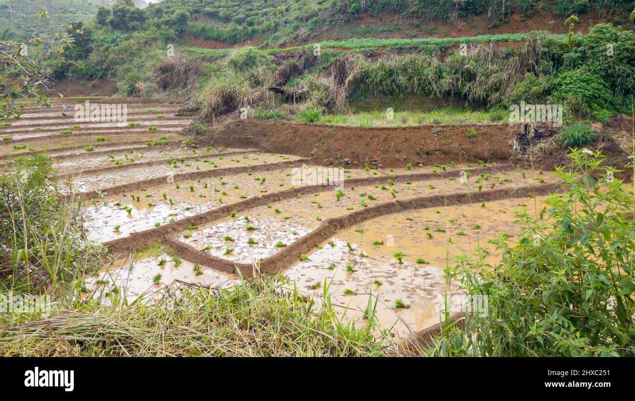 piantine di riso o terreno di trapianto, campo di riso in sri lanka Foto Stock