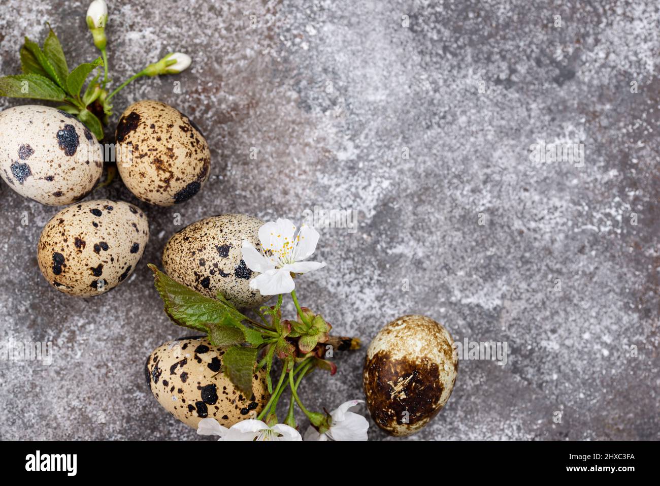 Concetto di Pasqua. Uova di quaglia e fiore di primavera Foto Stock
