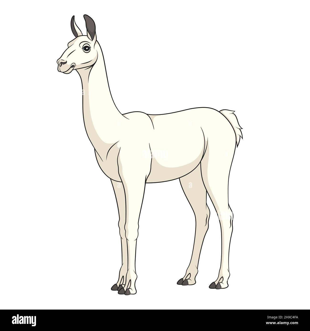 Illustrazione a colori con lama bianca corta, alpaca. Oggetto vettore isolato su sfondo bianco. Illustrazione Vettoriale