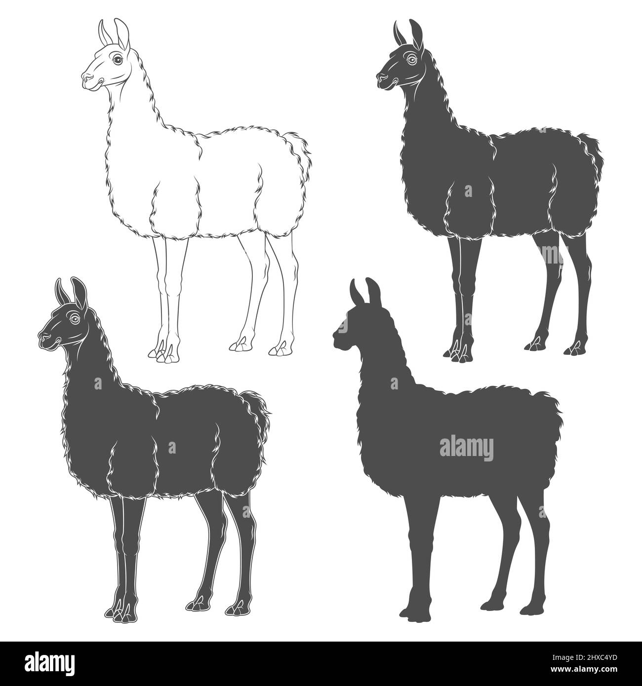 Set di illustrazioni in bianco e nero con lama, alpaca. Oggetti vettoriali isolati su sfondo bianco. Illustrazione Vettoriale
