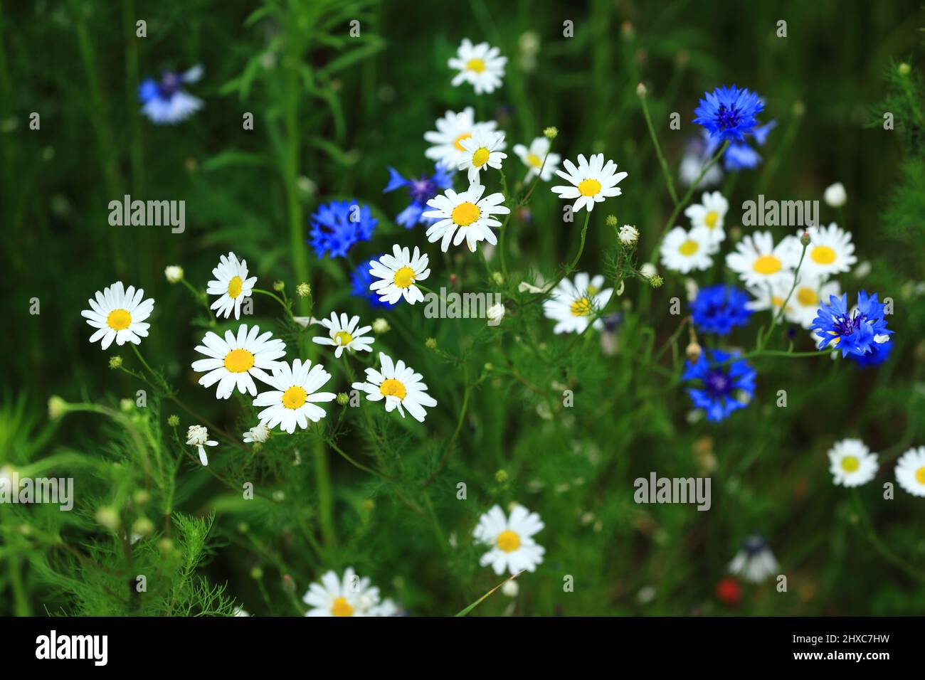 Fiori che fioriscono in spazi verdi urbani in primavera Foto Stock