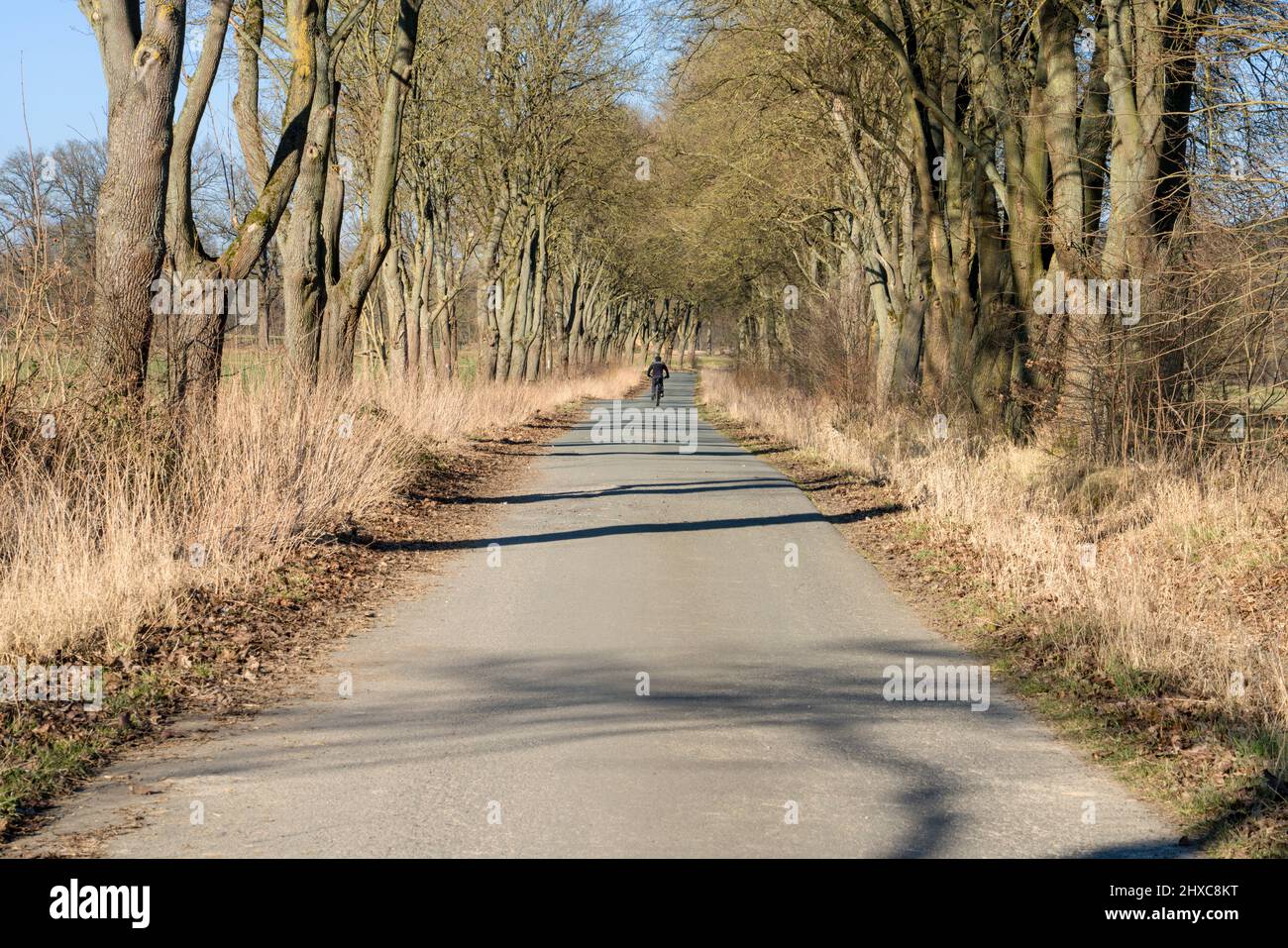 Bikeway con querce vicino Stato dominio Beberbeck, Hofgeismar, Kassel distretto, Assia, Germania Foto Stock