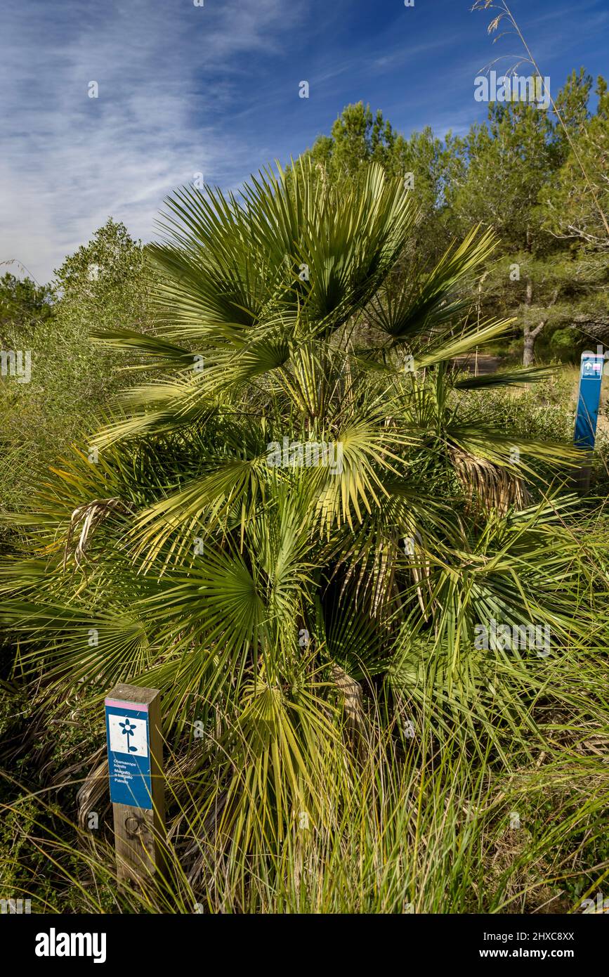 Palma nana (Chamaerops humilis) nell'itinerario botanico di Pleta, nel massiccio del Garraf (Barcellona, Catalogna, Spagna) ESP: Palmera enana, Cataluña Foto Stock