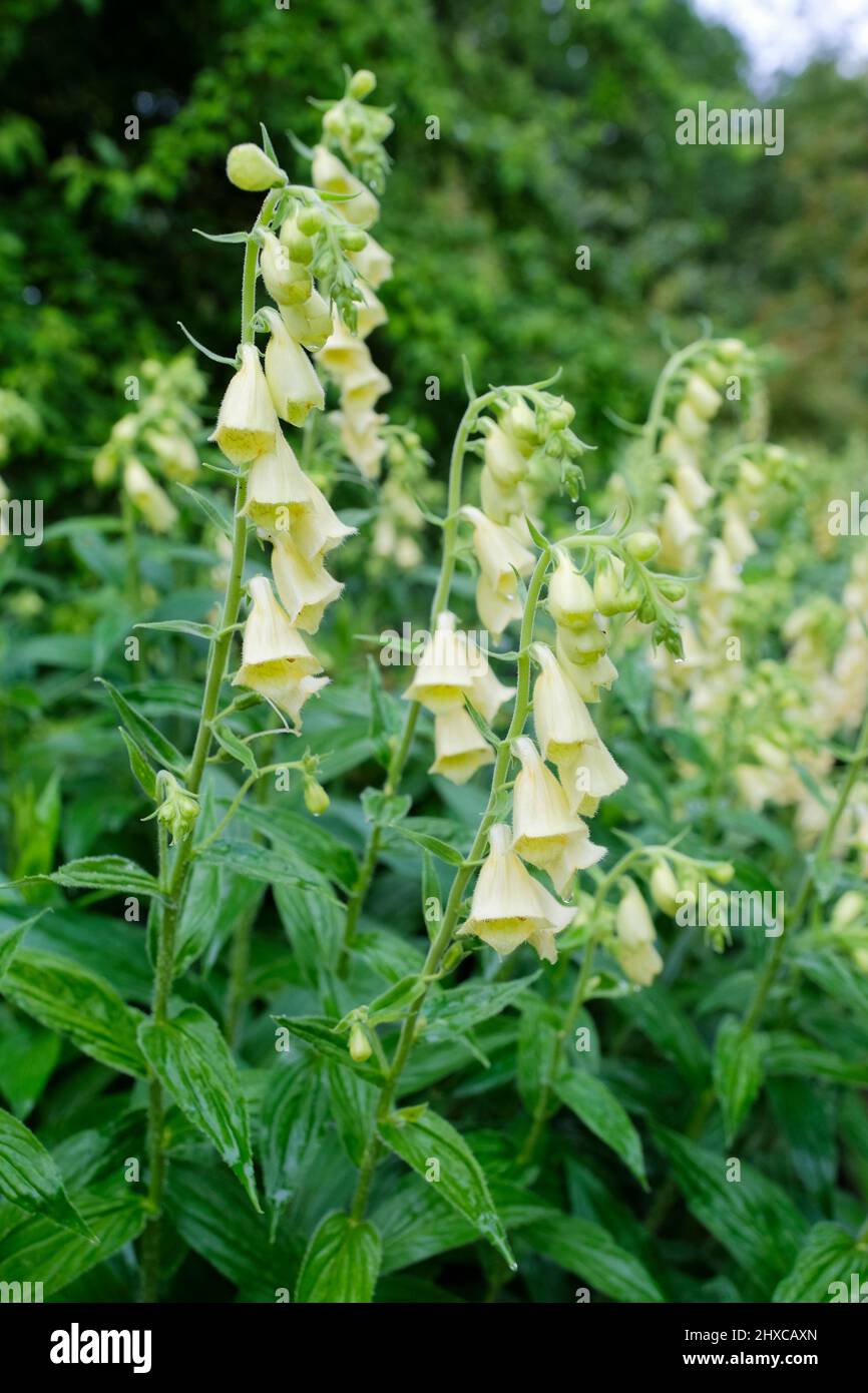 Digitalis ciliata, foxglove peloso. Guglie di fiori di crema a forma di campana Foto Stock