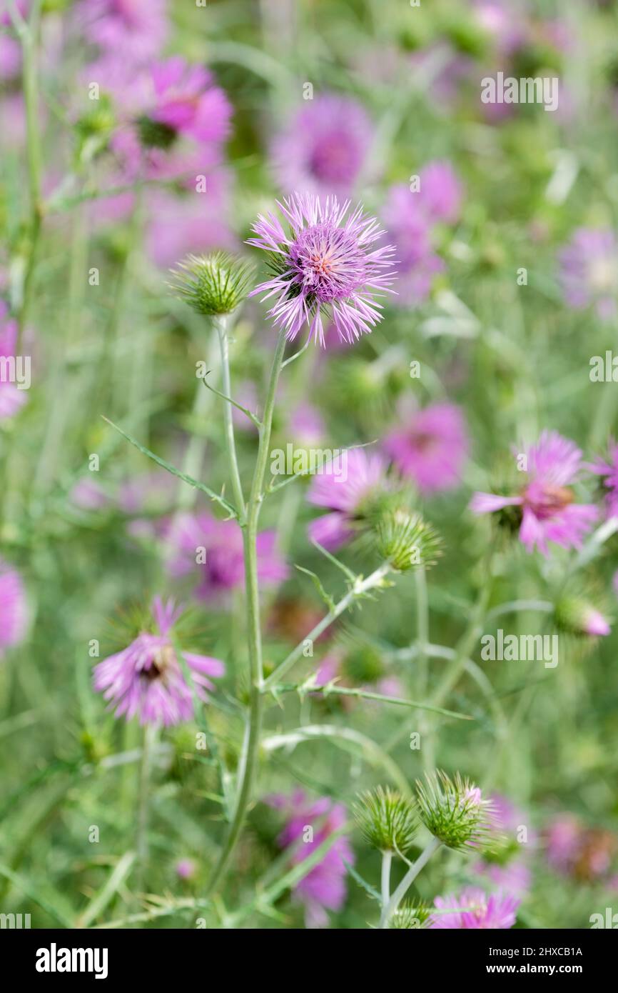 Galactites tomentosa, il cardo viola. Foto Stock