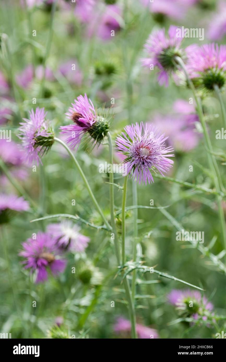 Galactites tomentosa, il cardo viola. Foto Stock