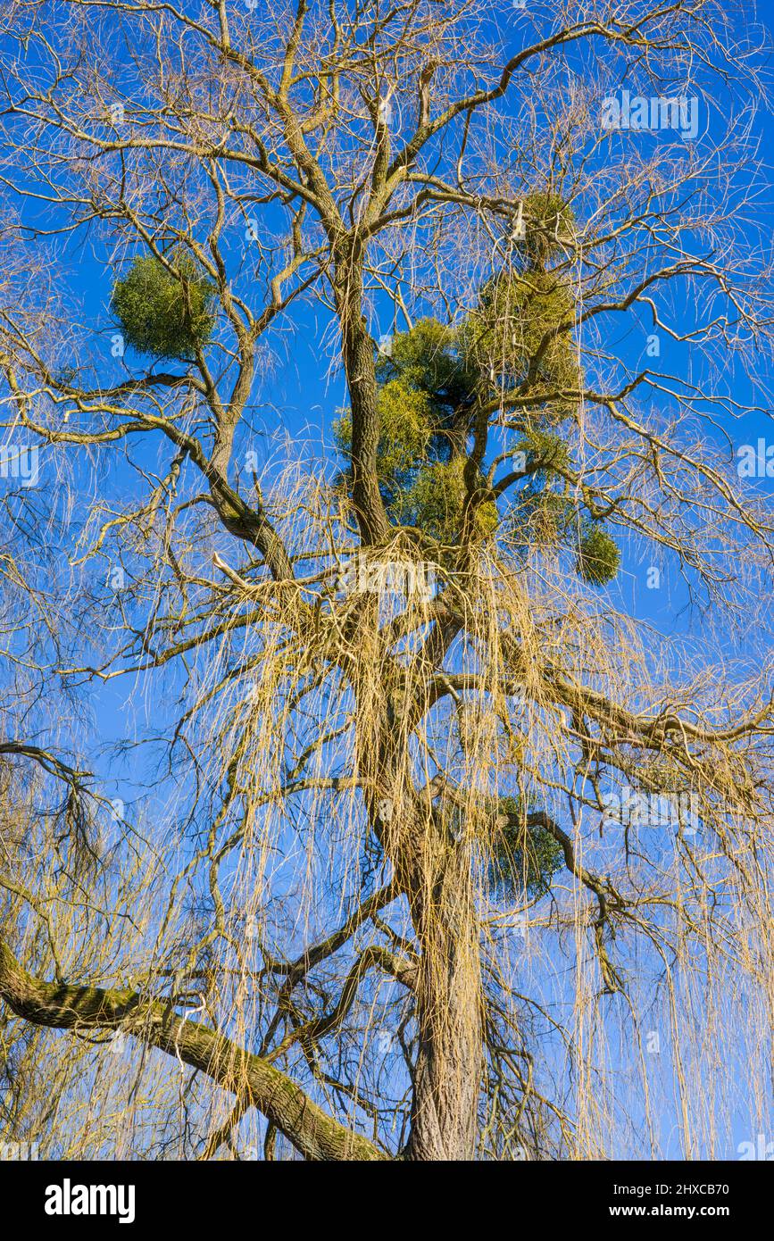 Babilonia willow con mistretoes, primavera, Stato di dominio Beberbeck, Hofgeismar, Kassel distretto, Assia, Germania Foto Stock