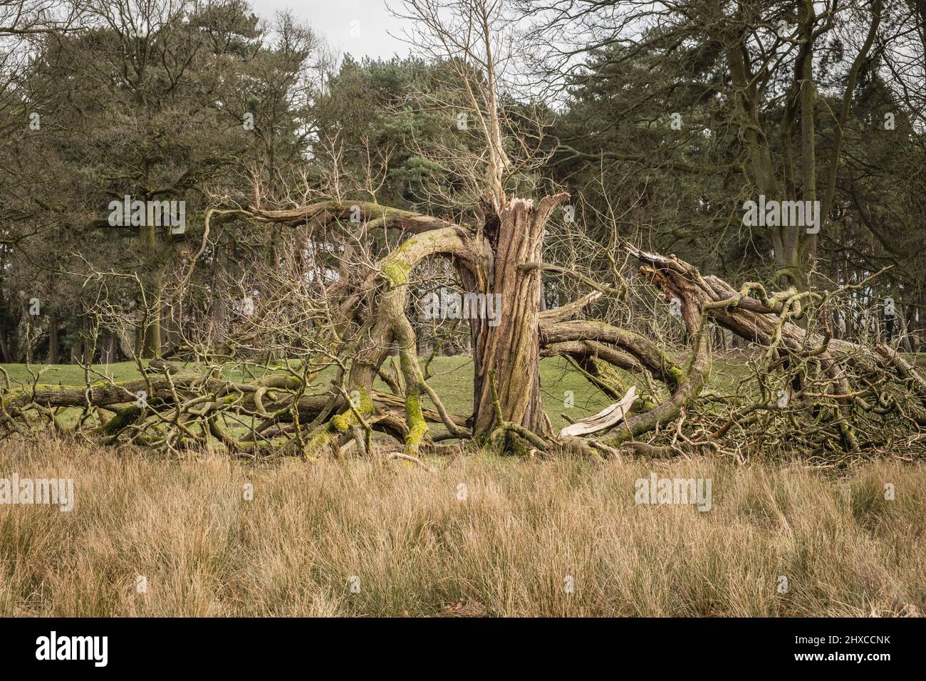 Vecchio albero danneggiato da una tempesta nel parco Foto Stock