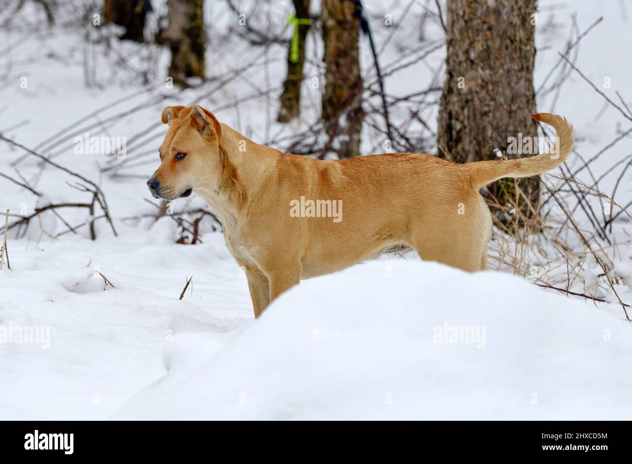 splendido cane amstaff mix nella foresta invernale. Stile di vita attivo, escursioni e trekking con animali domestici in stagione fredda, portando cani in lunghe passeggiate. Foto Stock