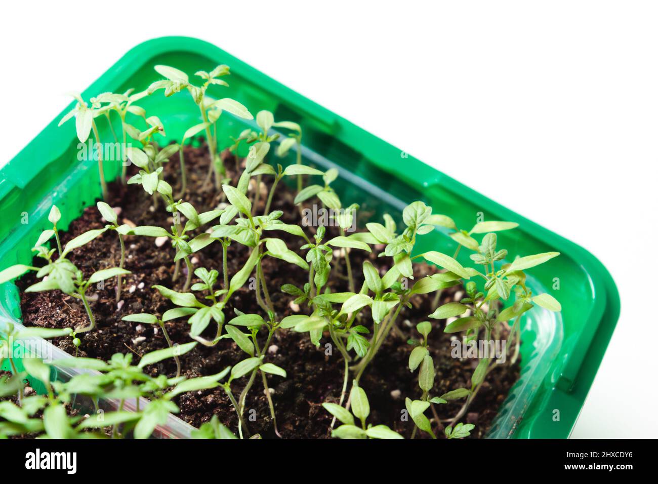 Piantine di piante piccole crescono in scatola di plastica verde, primo piano foto. Agricoltura indoor Foto Stock