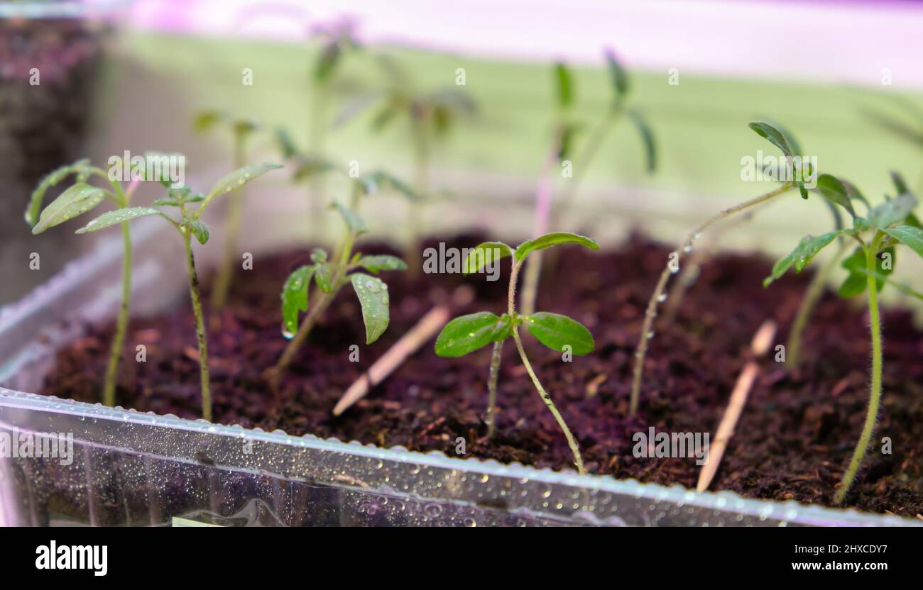 Piccole piante giovani crescono in scatola di plastica verde sotto l'illuminazione a spettro intero phyto lampada. Agricoltura indoor Foto Stock