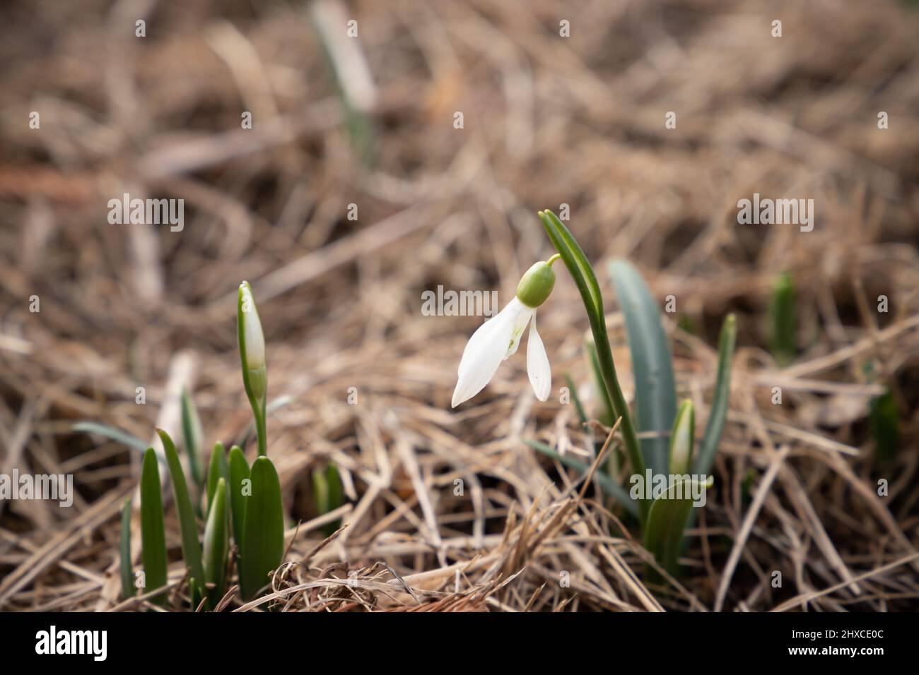 Prima primavera fiori, naturale primo piano all'aperto foto Galanthus nevalis, il nevralgia o nevralgia comune Foto Stock