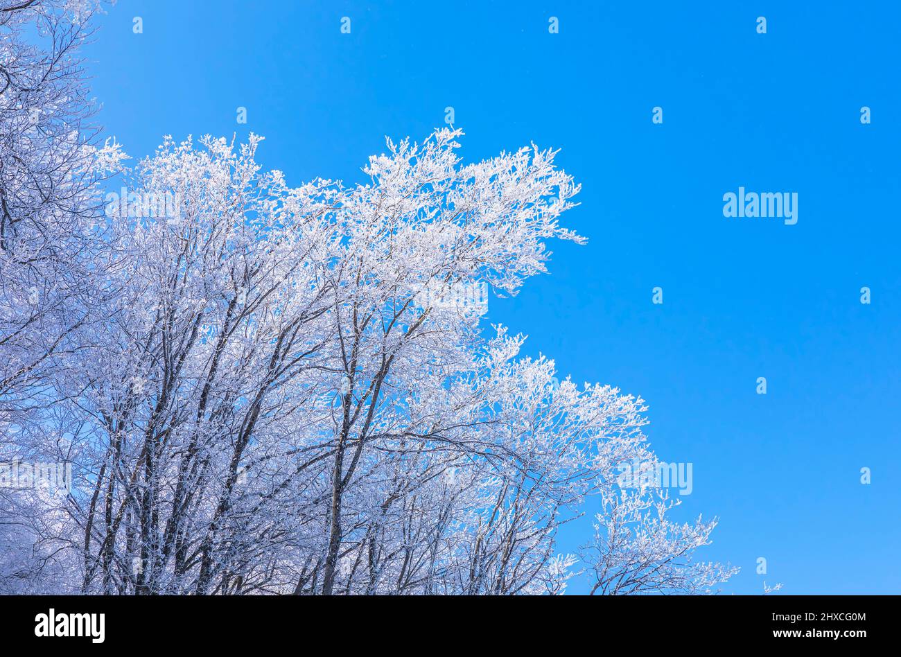 Alberi coperti di gelo nella foresta dopo un forte vento Foto Stock