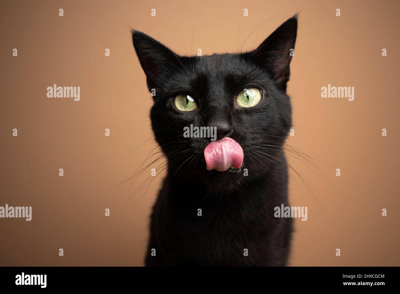 Black cat licking lips immagini e fotografie stock ad alta risoluzione -  Alamy