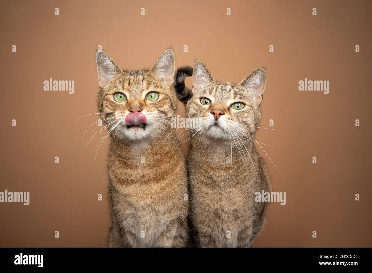due tabby domestici gatti shorthair fianco a fianco affamati in attesa di cibo che lecca le labbra con spazio copia Foto Stock