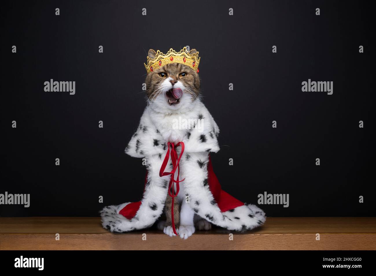 carino gatto affamato che indossa il costume reale del re con le labbra leccanti della corona che guardano la macchina fotografica su sfondo nero con spazio di copia Foto Stock