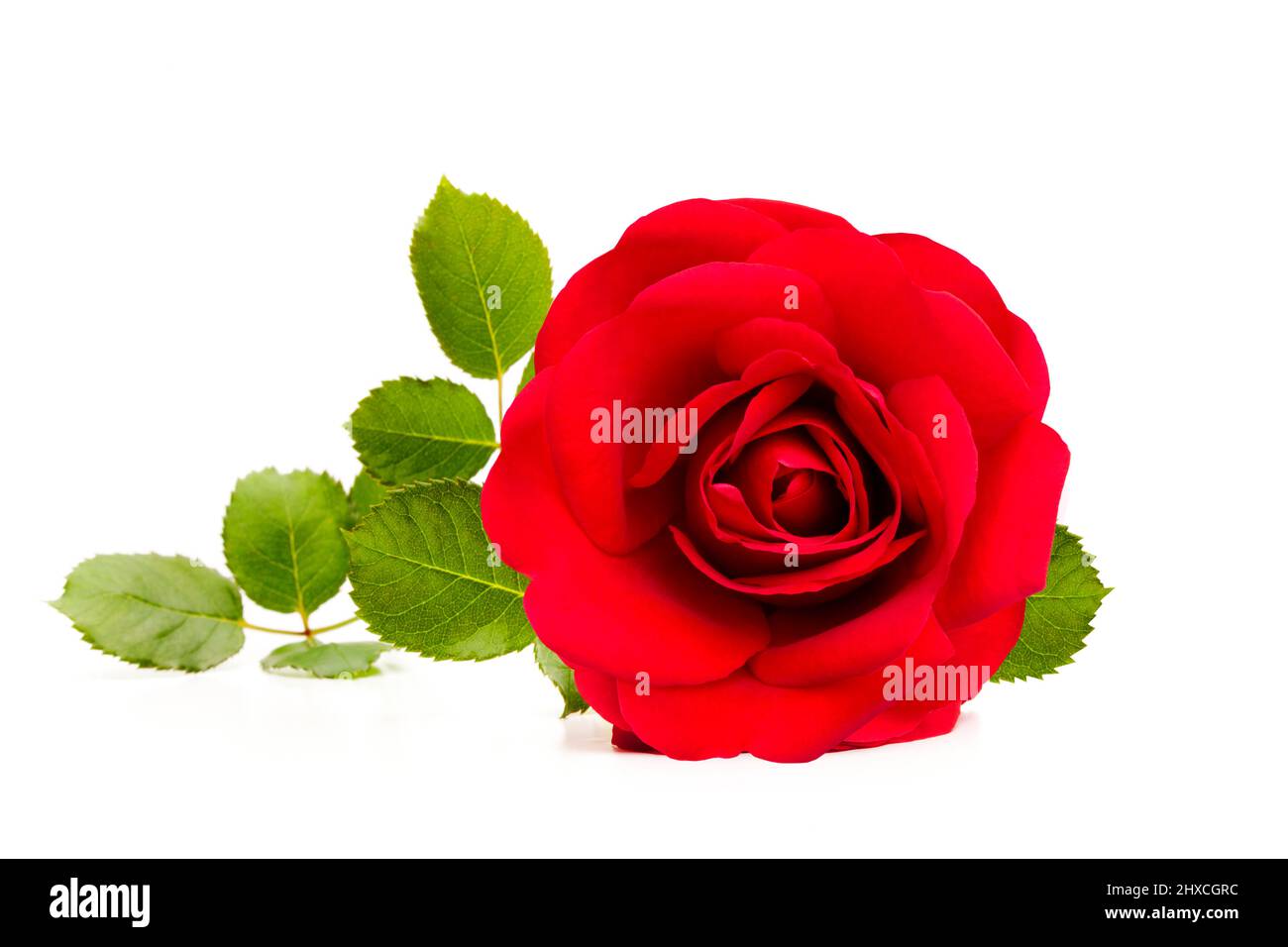 Red Rose isolati su sfondo bianco Foto Stock