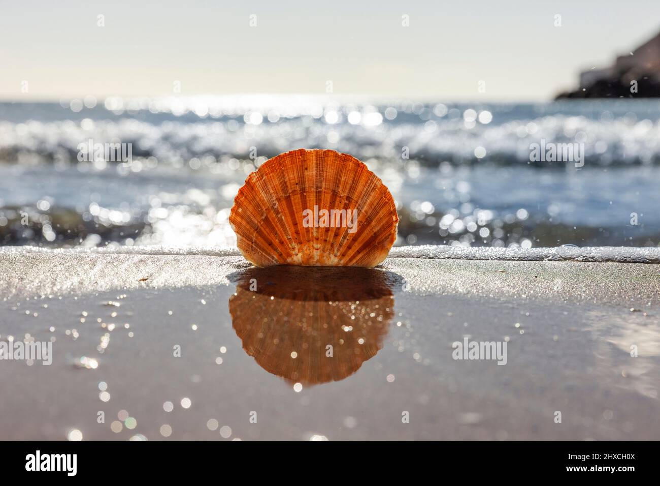 Capesante sulla spiaggia con mare sullo sfondo Foto Stock