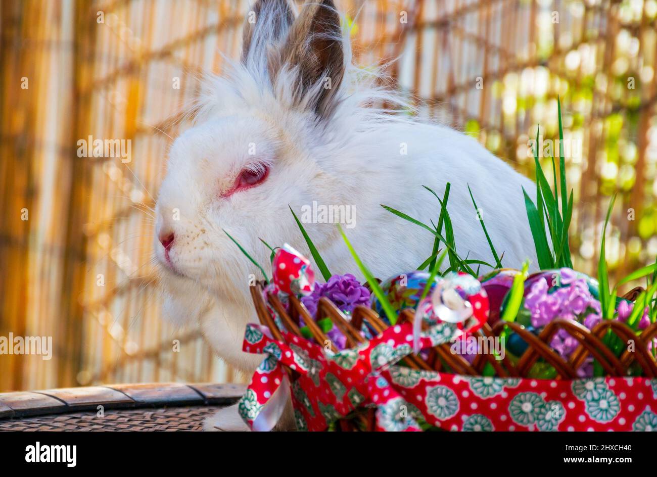 Coniglietto pasquale dietro un meraviglioso cestino decorato pieno di uova colorate Foto Stock