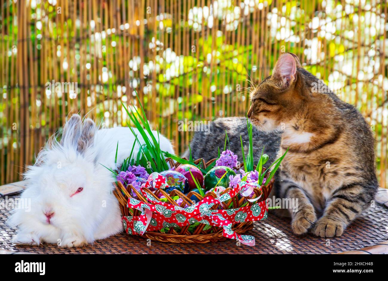Coniglietto e gattino seduti uno accanto all'altro e decorato cestino di Pasqua pieno di uova Foto Stock