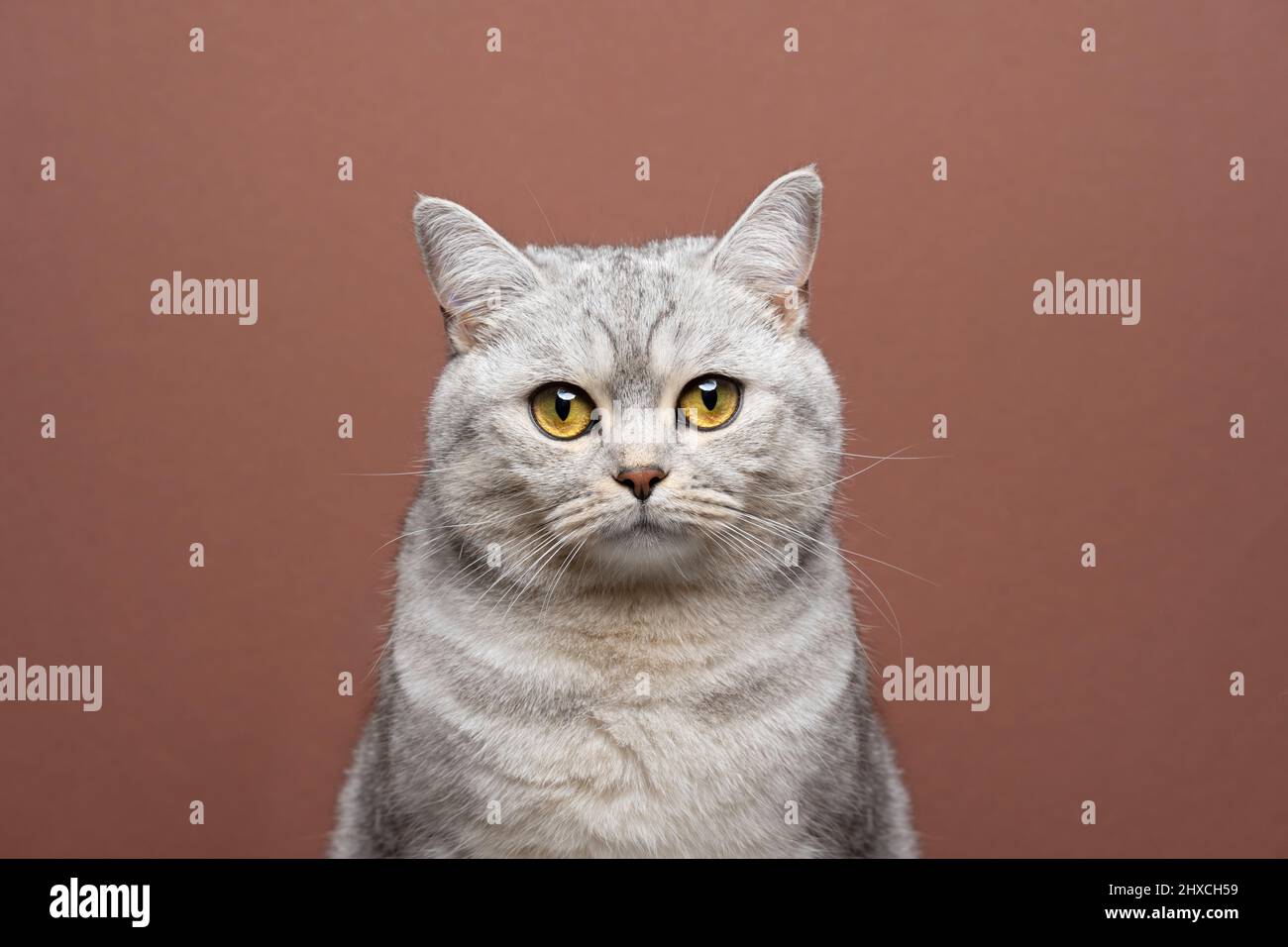 bellissimo gatto britannico corto con occhi gialli che guardano la fotocamera ritratto su sfondo marrone con spazio copia Foto Stock