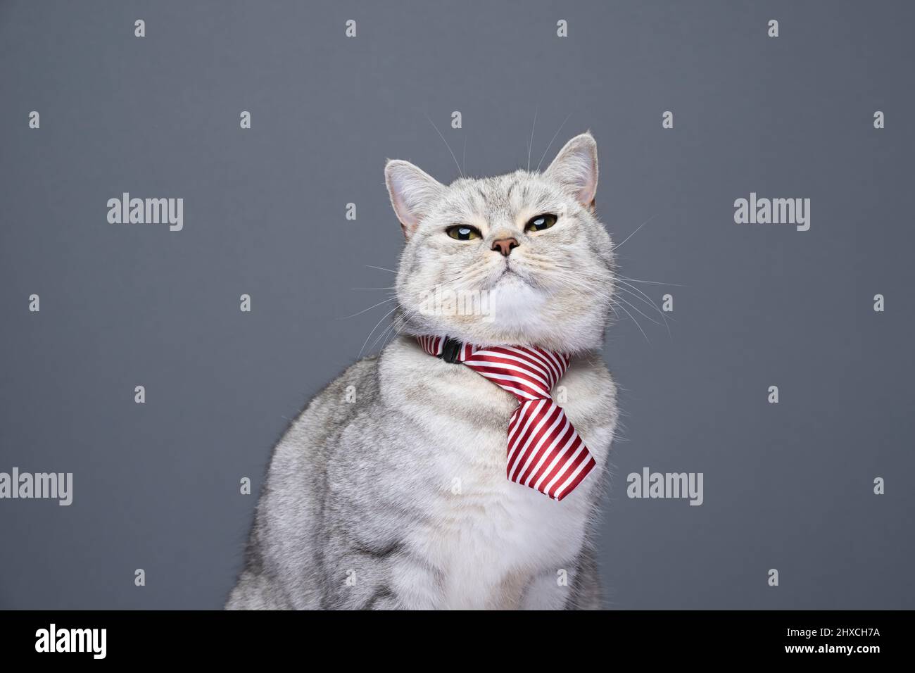 divertente gatto che indossa la cravatta guardando la macchina fotografica come un ragioniere arrabbiato o dipendente ufficio su sfondo grigio con spazio copia Foto Stock